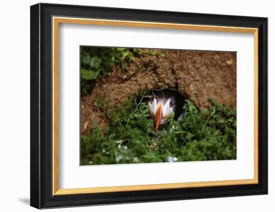 An Atlantic Puffin peers out from its burrow on Skomer Island, Wales, United Kingdom, Europe-David Rocaberti-Framed Photographic Print