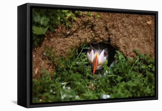 An Atlantic Puffin peers out from its burrow on Skomer Island, Wales, United Kingdom, Europe-David Rocaberti-Framed Premier Image Canvas