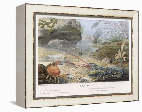 An Attractive Blue Lobster with Red Feelers and a Crab and a Shrimp and Some Other Crustacea-P. Lackerbauer-Framed Stretched Canvas