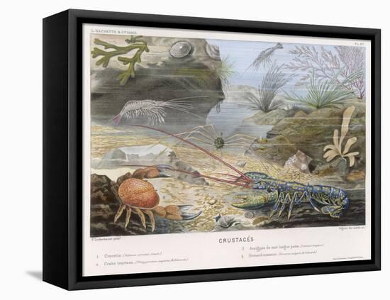 An Attractive Blue Lobster with Red Feelers and a Crab and a Shrimp and Some Other Crustacea-P. Lackerbauer-Framed Stretched Canvas