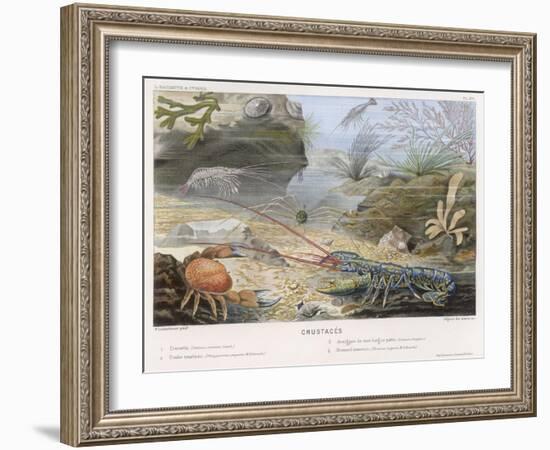 An Attractive Blue Lobster with Red Feelers and a Crab and a Shrimp and Some Other Crustacea-P. Lackerbauer-Framed Art Print