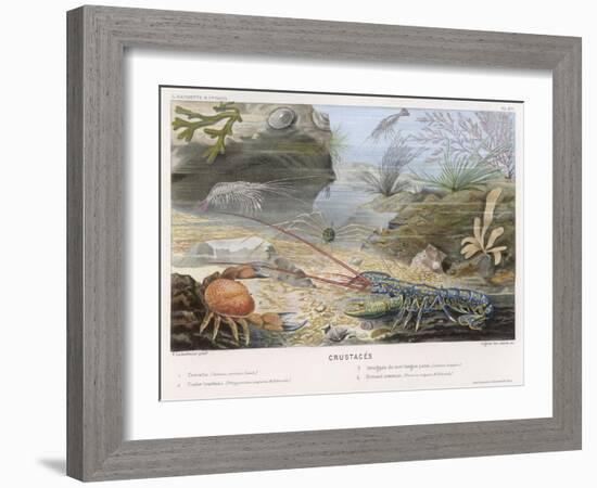 An Attractive Blue Lobster with Red Feelers and a Crab and a Shrimp and Some Other Crustacea-P. Lackerbauer-Framed Art Print