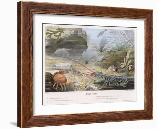 An Attractive Blue Lobster with Red Feelers and a Crab and a Shrimp and Some Other Crustacea-P. Lackerbauer-Framed Art Print