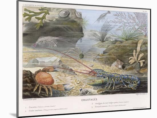An Attractive Blue Lobster with Red Feelers and a Crab and a Shrimp and Some Other Crustacea-P. Lackerbauer-Mounted Art Print