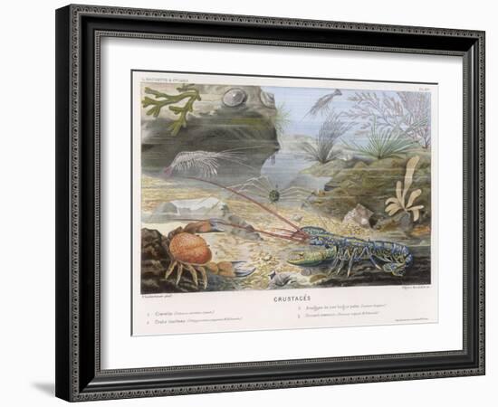 An Attractive Blue Lobster with Red Feelers and a Crab and a Shrimp and Some Other Crustacea-P. Lackerbauer-Framed Art Print