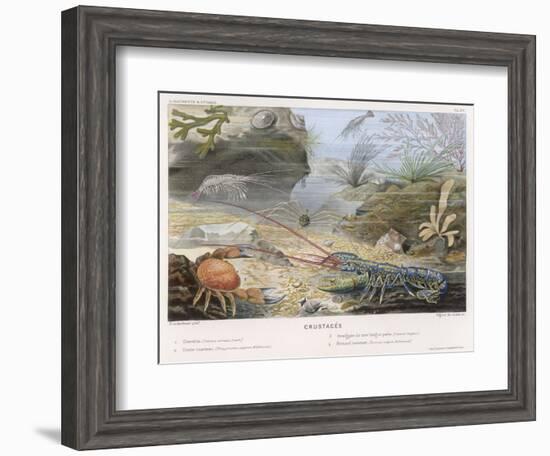 An Attractive Blue Lobster with Red Feelers and a Crab and a Shrimp and Some Other Crustacea-P. Lackerbauer-Framed Art Print