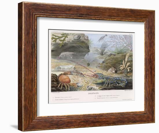 An Attractive Blue Lobster with Red Feelers and a Crab and a Shrimp and Some Other Crustacea-P. Lackerbauer-Framed Art Print