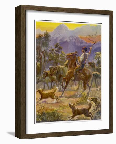 An Australian Bushman Rounds Up His Cattle with the Assistance of His Dogs-null-Framed Art Print