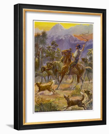 An Australian Bushman Rounds Up His Cattle with the Assistance of His Dogs-null-Framed Art Print