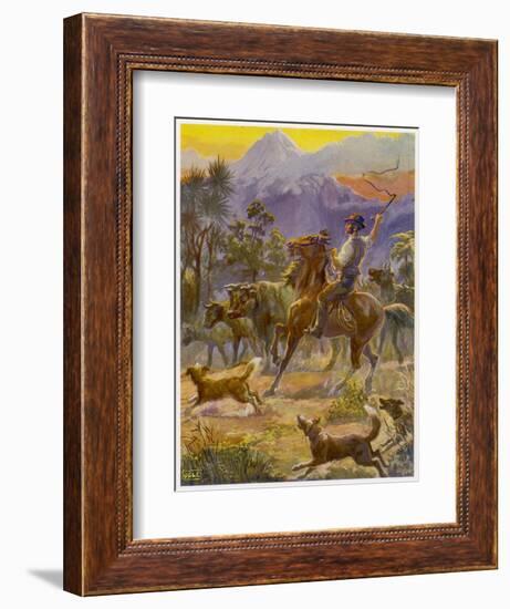 An Australian Bushman Rounds Up His Cattle with the Assistance of His Dogs-null-Framed Art Print