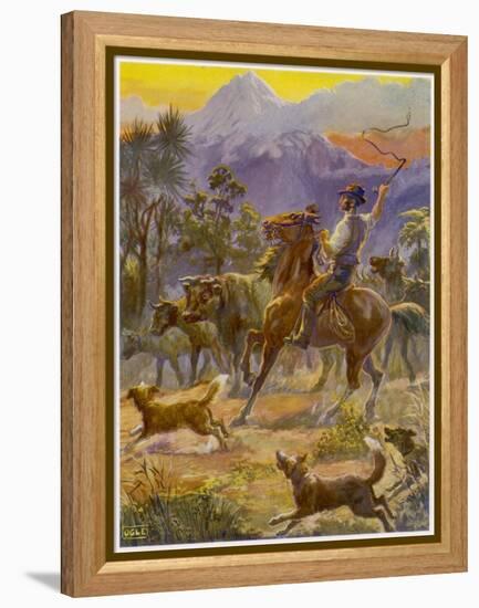 An Australian Bushman Rounds Up His Cattle with the Assistance of His Dogs-null-Framed Stretched Canvas