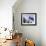 An Australian Flag Flutters in Breeze in Front of Iconic Sydney Harbour Bridge, Sydney-Andrew Watson-Framed Photographic Print displayed on a wall