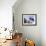 An Australian Flag Flutters in Breeze in Front of Iconic Sydney Harbour Bridge, Sydney-Andrew Watson-Framed Photographic Print displayed on a wall