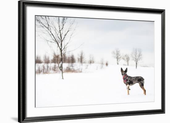 An Australian Shepherd, Cattle Dog Mix Pup Takes A Walk In The Snow-Karine Aigner-Framed Photographic Print