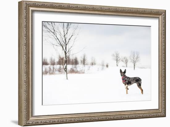 An Australian Shepherd, Cattle Dog Mix Pup Takes A Walk In The Snow-Karine Aigner-Framed Photographic Print