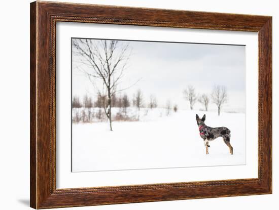 An Australian Shepherd, Cattle Dog Mix Pup Takes A Walk In The Snow-Karine Aigner-Framed Photographic Print