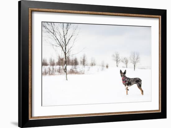 An Australian Shepherd, Cattle Dog Mix Pup Takes A Walk In The Snow-Karine Aigner-Framed Photographic Print