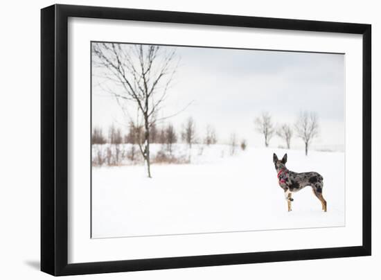 An Australian Shepherd, Cattle Dog Mix Pup Takes A Walk In The Snow-Karine Aigner-Framed Photographic Print