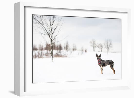 An Australian Shepherd, Cattle Dog Mix Pup Takes A Walk In The Snow-Karine Aigner-Framed Photographic Print