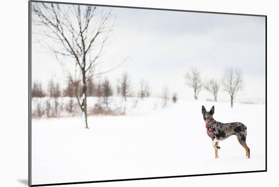 An Australian Shepherd, Cattle Dog Mix Pup Takes A Walk In The Snow-Karine Aigner-Mounted Photographic Print