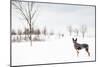 An Australian Shepherd, Cattle Dog Mix Pup Takes A Walk In The Snow-Karine Aigner-Mounted Photographic Print