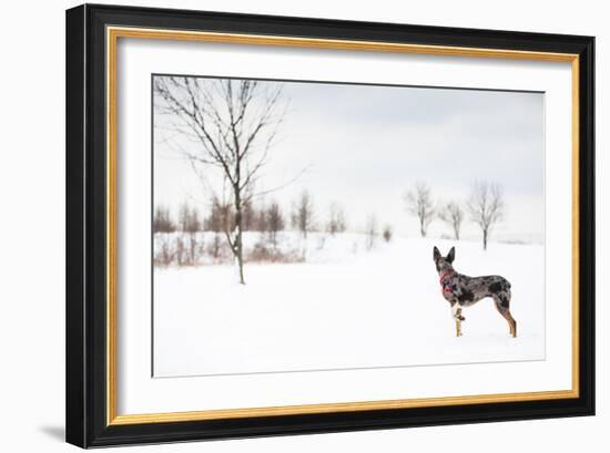 An Australian Shepherd, Cattle Dog Mix Pup Takes A Walk In The Snow-Karine Aigner-Framed Photographic Print