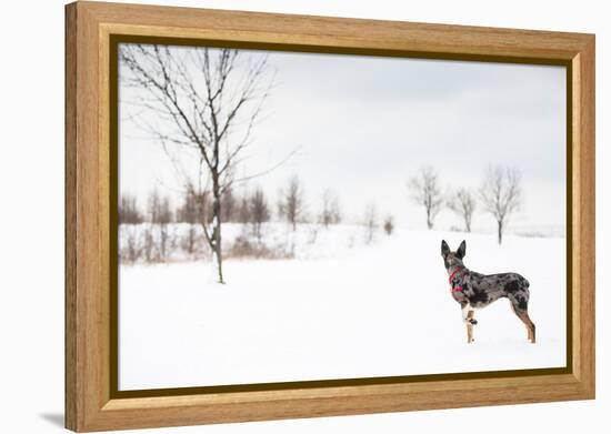 An Australian Shepherd, Cattle Dog Mix Pup Takes A Walk In The Snow-Karine Aigner-Framed Premier Image Canvas