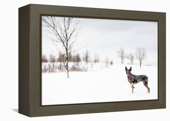 An Australian Shepherd, Cattle Dog Mix Pup Takes A Walk In The Snow-Karine Aigner-Framed Premier Image Canvas