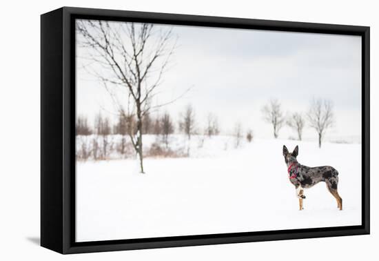 An Australian Shepherd, Cattle Dog Mix Pup Takes A Walk In The Snow-Karine Aigner-Framed Premier Image Canvas