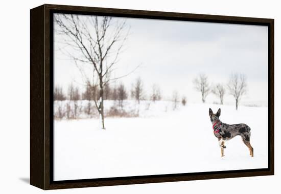An Australian Shepherd, Cattle Dog Mix Pup Takes A Walk In The Snow-Karine Aigner-Framed Premier Image Canvas