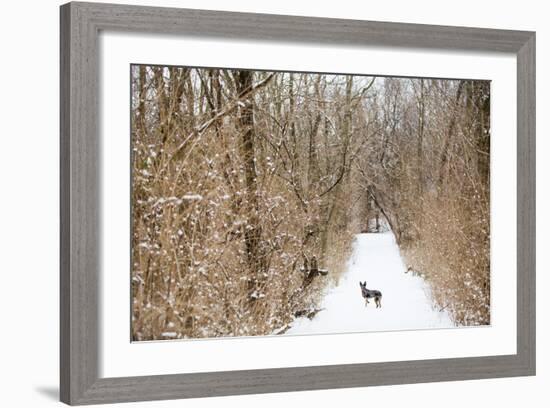 An Australian Shepherd, Cattle Dog Mix Pup Takes A Walk In The Snow-Karine Aigner-Framed Photographic Print