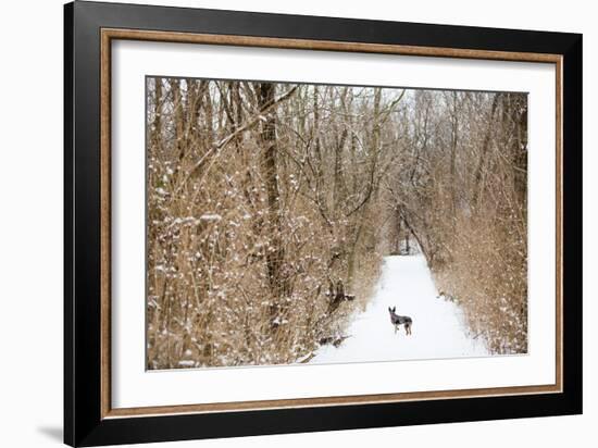 An Australian Shepherd, Cattle Dog Mix Pup Takes A Walk In The Snow-Karine Aigner-Framed Photographic Print