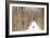 An Australian Shepherd, Cattle Dog Mix Pup Takes A Walk In The Snow-Karine Aigner-Framed Photographic Print