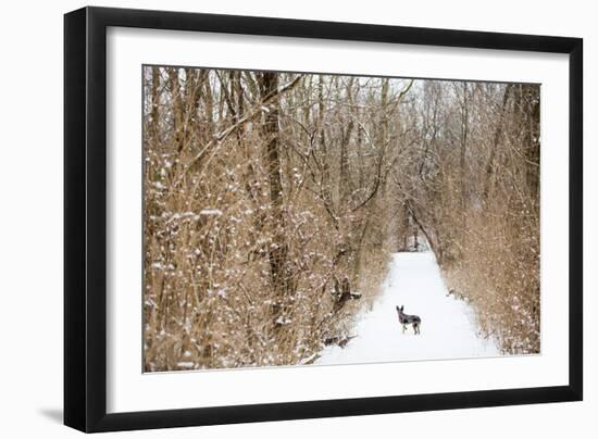 An Australian Shepherd, Cattle Dog Mix Pup Takes A Walk In The Snow-Karine Aigner-Framed Photographic Print