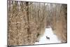 An Australian Shepherd, Cattle Dog Mix Pup Takes A Walk In The Snow-Karine Aigner-Mounted Photographic Print