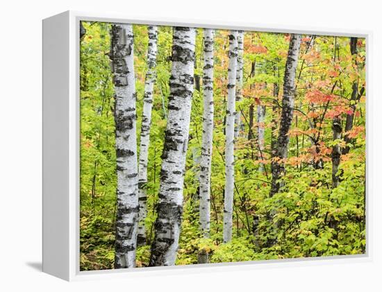 An Autumn View of a Birch Forest in Michigan's Upper Peninsula.-Julianne Eggers-Framed Premier Image Canvas