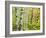 An Autumn View of a Birch Forest in Michigan's Upper Peninsula.-Julianne Eggers-Framed Photographic Print