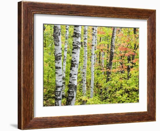 An Autumn View of a Birch Forest in Michigan's Upper Peninsula.-Julianne Eggers-Framed Photographic Print