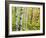 An Autumn View of a Birch Forest in Michigan's Upper Peninsula.-Julianne Eggers-Framed Photographic Print