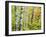 An Autumn View of a Birch Forest in Michigan's Upper Peninsula.-Julianne Eggers-Framed Photographic Print