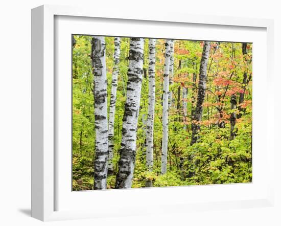 An Autumn View of a Birch Forest in Michigan's Upper Peninsula.-Julianne Eggers-Framed Photographic Print