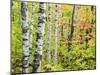 An Autumn View of a Birch Forest in Michigan's Upper Peninsula.-Julianne Eggers-Mounted Photographic Print