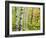 An Autumn View of a Birch Forest in Michigan's Upper Peninsula.-Julianne Eggers-Framed Photographic Print