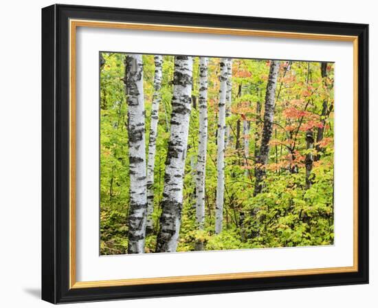 An Autumn View of a Birch Forest in Michigan's Upper Peninsula.-Julianne Eggers-Framed Photographic Print