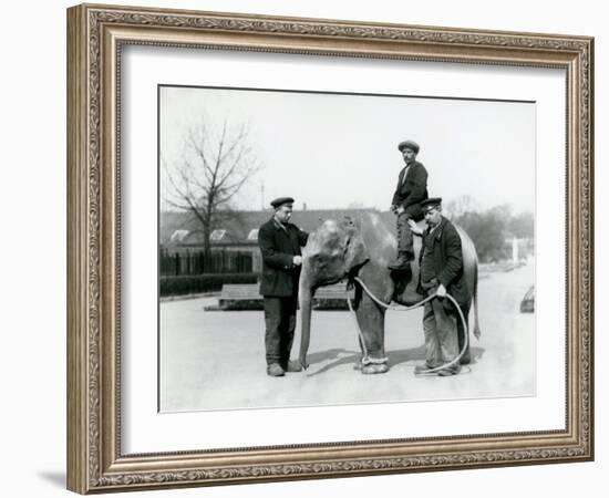 An Baby Indian Elephant with Keepers A. Church and H. Robertson at London Zoo, June 1922-Frederick William Bond-Framed Photographic Print