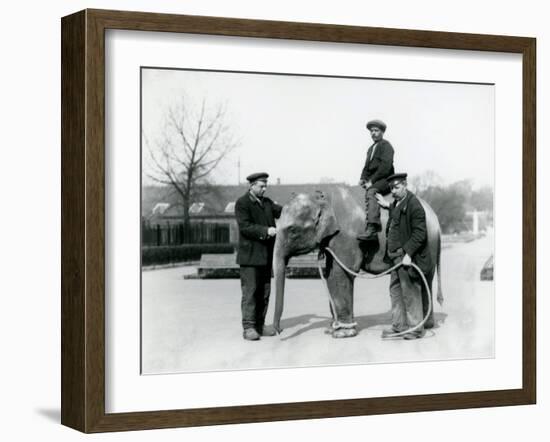 An Baby Indian Elephant with Keepers A. Church and H. Robertson at London Zoo, June 1922-Frederick William Bond-Framed Photographic Print