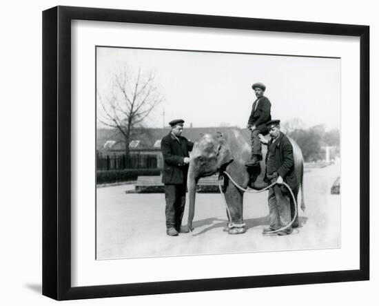 An Baby Indian Elephant with Keepers A. Church and H. Robertson at London Zoo, June 1922-Frederick William Bond-Framed Photographic Print