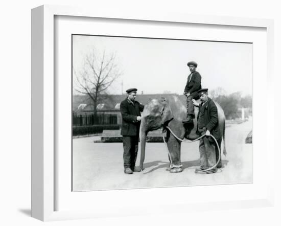 An Baby Indian Elephant with Keepers A. Church and H. Robertson at London Zoo, June 1922-Frederick William Bond-Framed Photographic Print