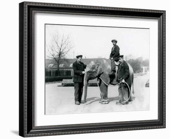 An Baby Indian Elephant with Keepers A. Church and H. Robertson at London Zoo, June 1922-Frederick William Bond-Framed Photographic Print