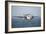 An E-2C Hawkeye Prepares for Landing-null-Framed Photographic Print